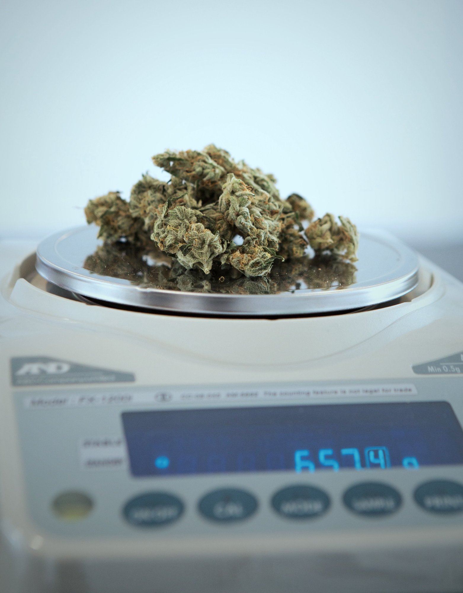 get-budding-72795-edited-1